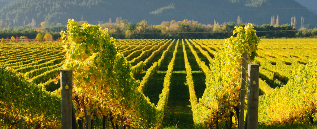 New-zealand-agriculture